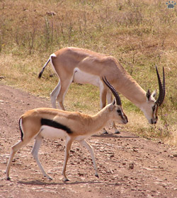 gazelles