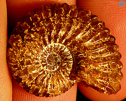 shell