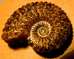shell