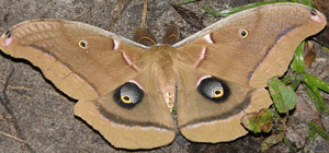 moth