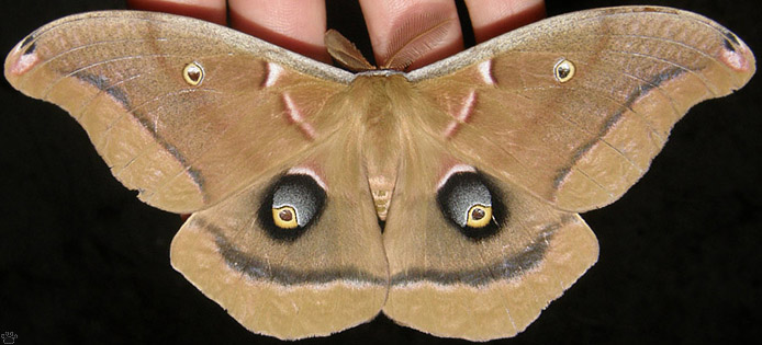 moth