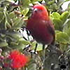 apapane