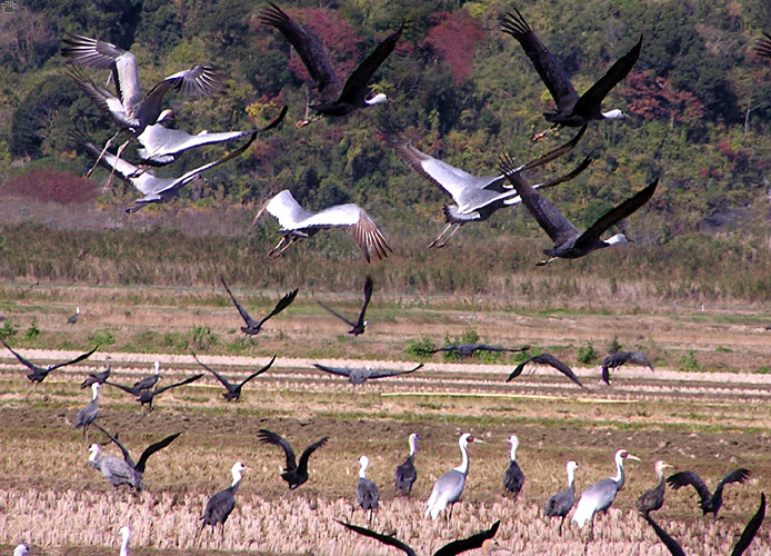 cranes