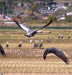 cranes