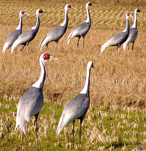 cranes