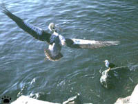 bird