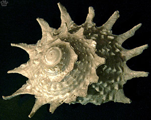 shell