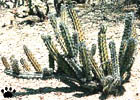 el cactus