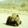 bear3