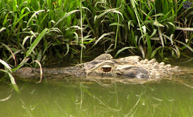 caiman