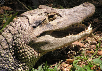 caiman