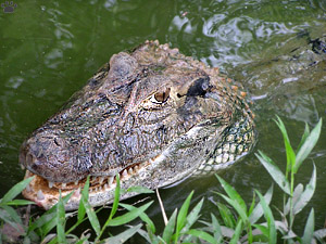 caiman