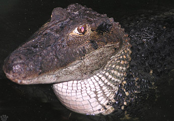 caiman