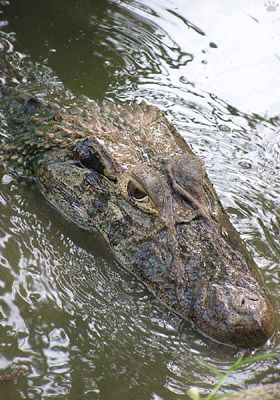 caiman