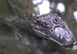 caiman