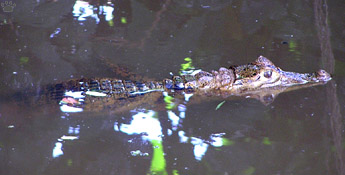 caiman