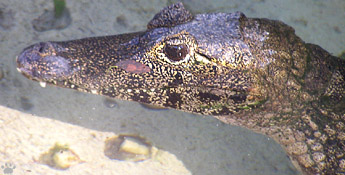 caiman