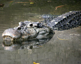 caiman