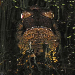 caiman