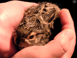 baby black tailed jackrabbit