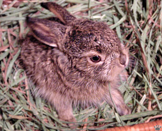 baby black tailed jackrabbit