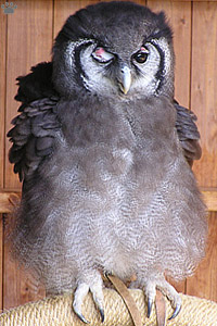 owl
