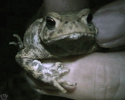 toad