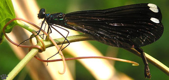 damselfly