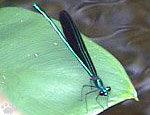 damselfly