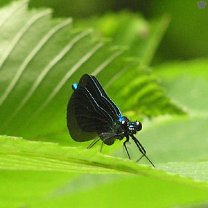 damselfly