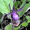 orhid