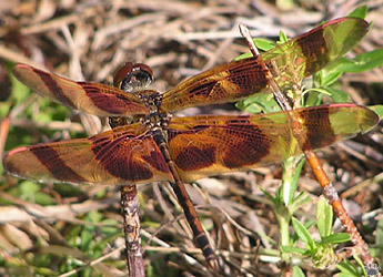 dragonfly