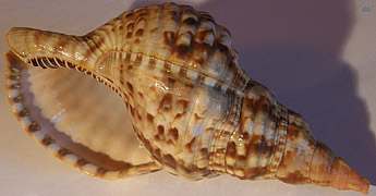 shell