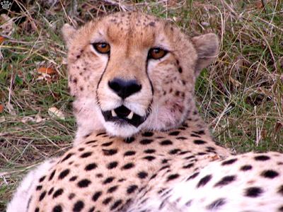 cheetah