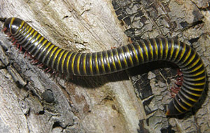 millipede