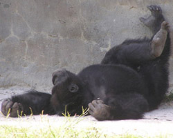 chimp