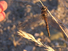 dragonfly