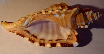 shell