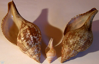 shell