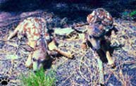 fawns