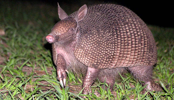 armadillo