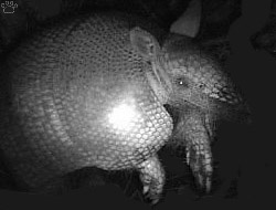 armadillo