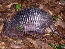 armadillo