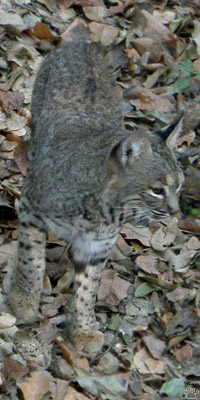 bobcat