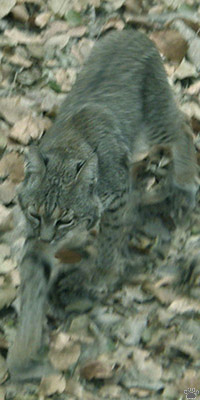 bobcat