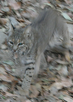 bobcat