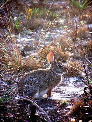 rabbit