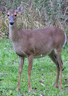 deer