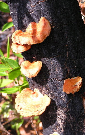 fungus