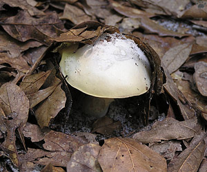 fungus